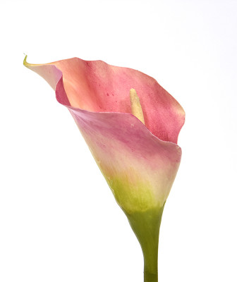 Mākslīgais calla mākslīgais ziedu luksusa 55 cm rozā