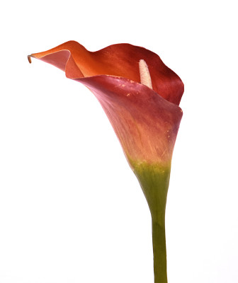 Gala çiçeği (55 cm)