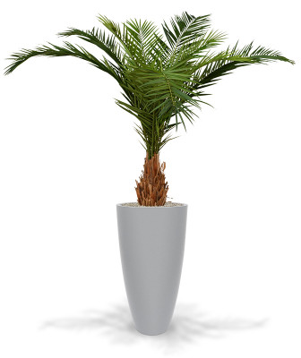 Palma daktylowiec kanaryjski drzewo (210 cm)