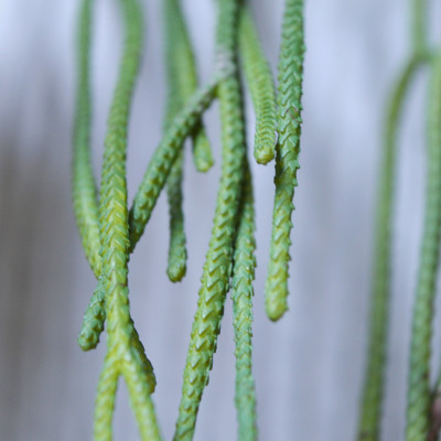 Konstgjord Rhipsalis Pilocarpa (65 cm)