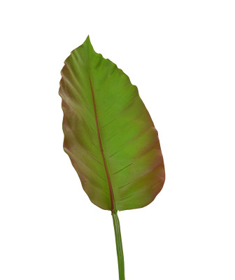 Kaladium liść (75 cm)