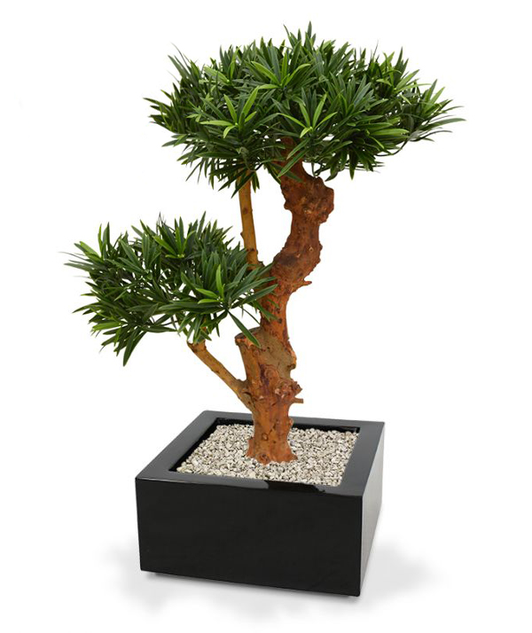 Konstgjord Podocarpus Bonsai (65 cm) UV