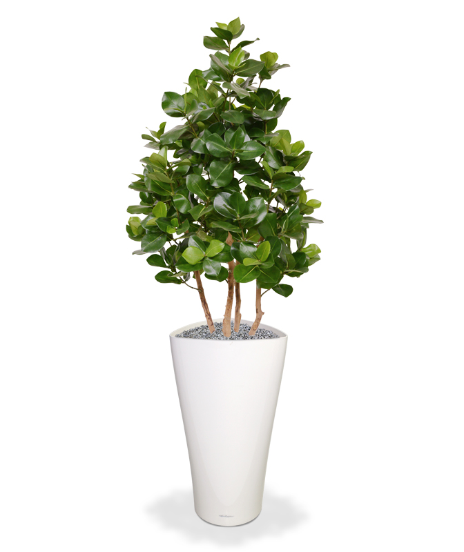 Umjetno stablo Clusia (120 cm)