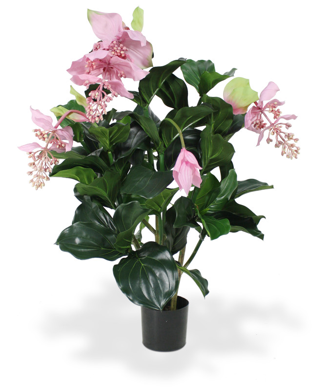 Dirbtinis augalas Medinilė 100 cm