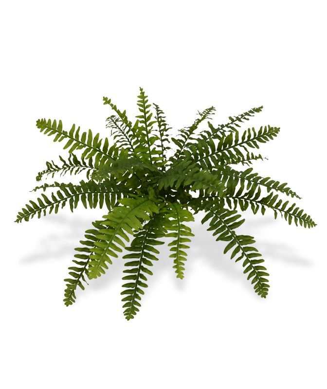 Dirbtinis augalas Papartis 50 cm