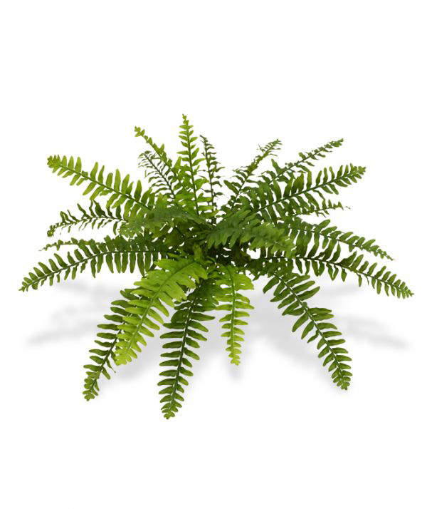 Kunst Kõrge nefroleep sõnajalg (40 cm) Kunst Kõrge nefroleep sõnajalg (40 cm)