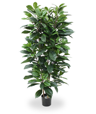 Mākslīgais Ficus Cyathistipula Deluxe 160 cm