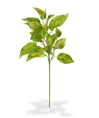 Pothos dalı (50 cm)