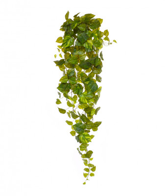 Pothos sarmaşığı (130 cm)