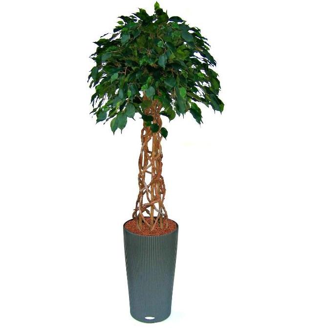 Tekopuu Kumiviikunapuu (150 cm)