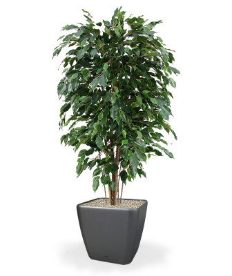 Mākslīgais Ficus Exotica Deluxe 150 cm Green