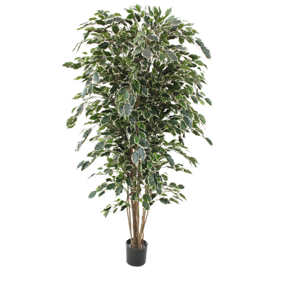 Ficus Exotica (180 cm)