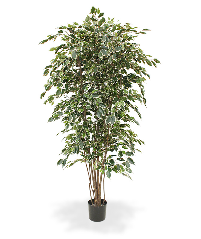 Keinotekoinen Kumiviikunapuu (210 cm) Keinotekoinen Kumiviikunapuu (210 cm)