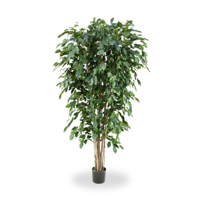 Ficus Exotica (180 cm)