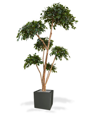 Artificial Ficus Exotica Layer x6 300 cm kunstplant