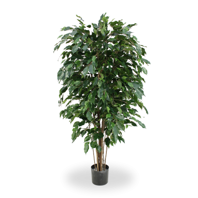 Ficus Exotica (150 cm)