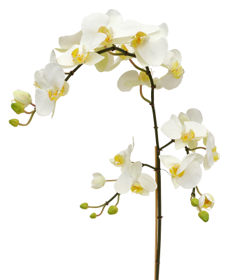 Kuuking orhidee (110 cm)
