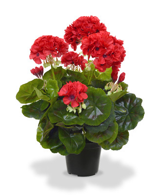 Pelargonia  (40 cm)