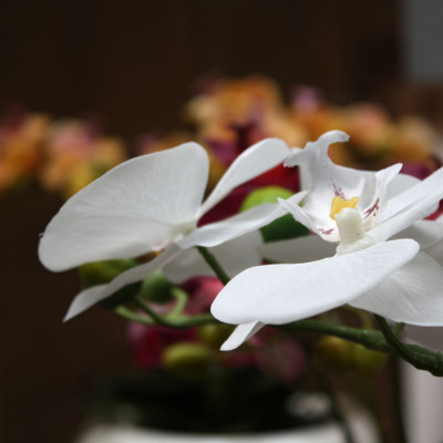 Storczyk Phalaenopsis (50 cm) in ceramic bowl