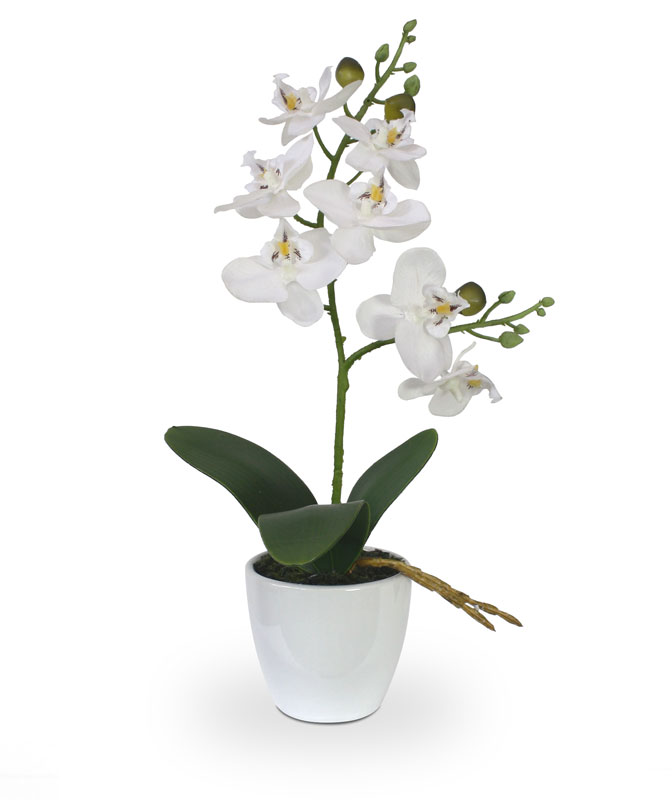 Artificial Phalaenopsis Orchid (30 cm) Artificial Phalaenopsis Orchid (30 cm)