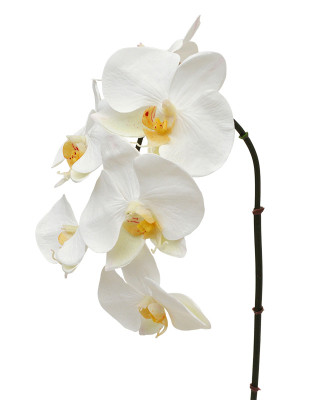Kuuking orhidee (55  cm)