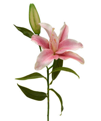 Mākslīgā lilija filiāle Deluxe 55 cm rozā