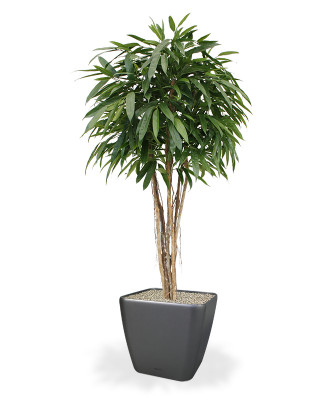 Longifolia (180 cm)