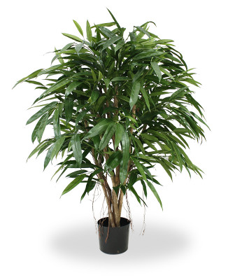 Longifolia (100 cm)