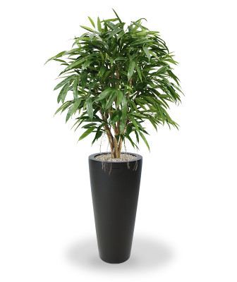 Longifolia (100 cm)