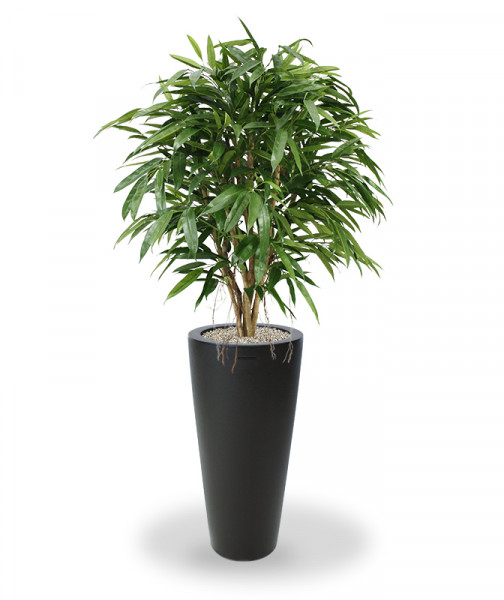 Plastmasas Mākslīgā Longifolia Deluxe (120 cm)