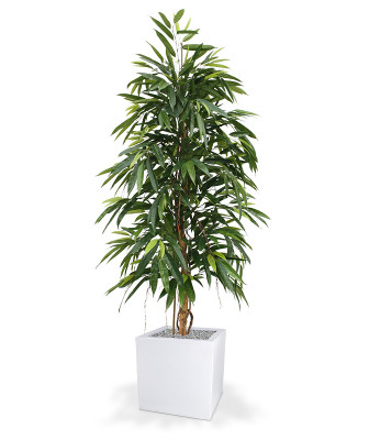Longifolia Royal (175 cm)