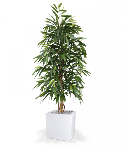 Plastmasas Mākslīgā Longifolia Royal (175 cm)