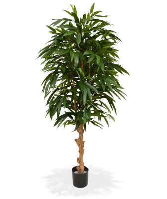 Longifolia Royal (165 cm)