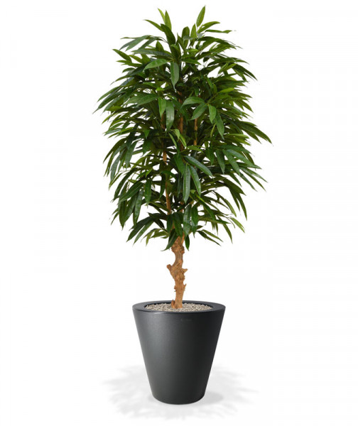 Teko Longifolia Royal (165 cm)