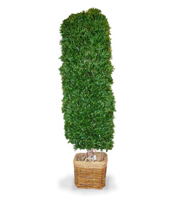 Loorberipuu (325 cm)