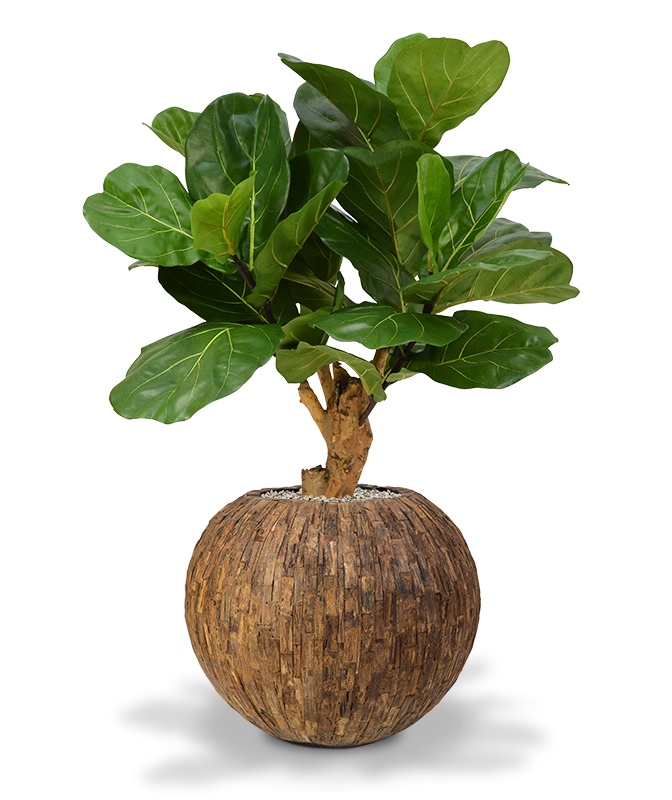 Dirbtinis augalas Lyralapis fikusas 80 cm