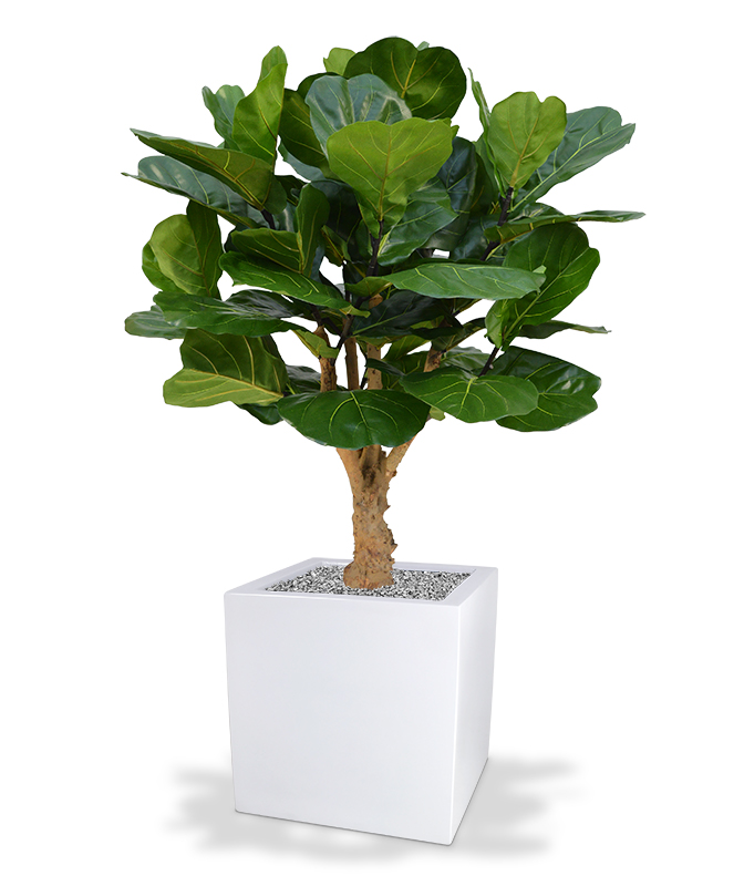 Dirbtinis medis Lyralapis fikusas 125 cm
