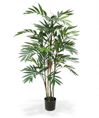 Vääris-mägipalm (150 cm)