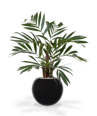 Vääris-mägipalm (65 cm)