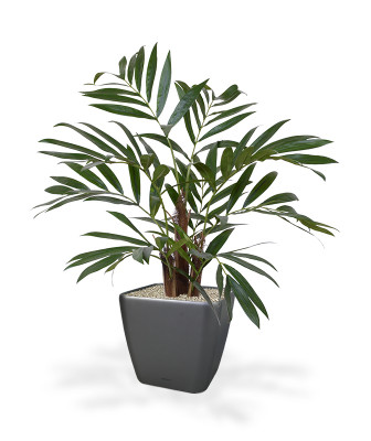 Artificial Chamaedoria Palmtree 65 cm in pot