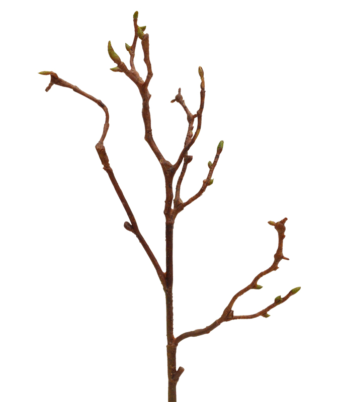 Kunst Magnoolia (50 cm) Kunst Magnoolia (50 cm)