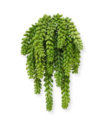 Sedum morganianum buket (30 cm)