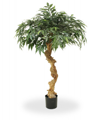 Mākslīgais Shirakashi bonsai koks (100 cm)