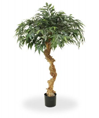 Mürdilehine tamm bonsai (100 cm)
