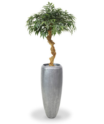 Mürdilehine tamm bonsai (100 cm)