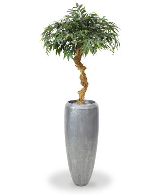 Ąžuolo bonsai 100 cm 