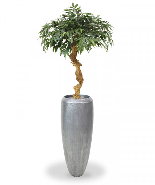 Netikras Ąžuolo bonsai 100 cm 
