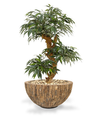 Mürdilehine tamm bonsai (80  cm)