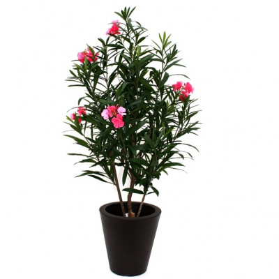Oleander (145 cm)