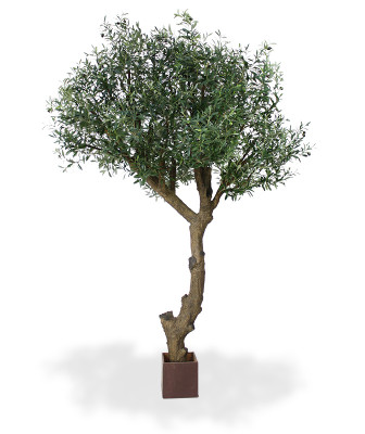 Oliivipuu (270 cm)